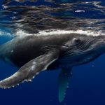 Ballenas más grandes del mundo comen tres veces más de lo que se creía