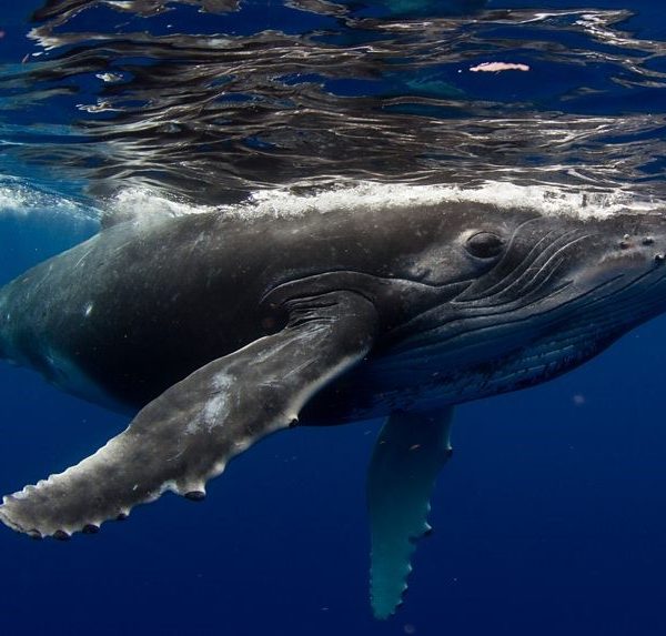 Ballenas más grandes del mundo comen tres veces más de lo que se creía